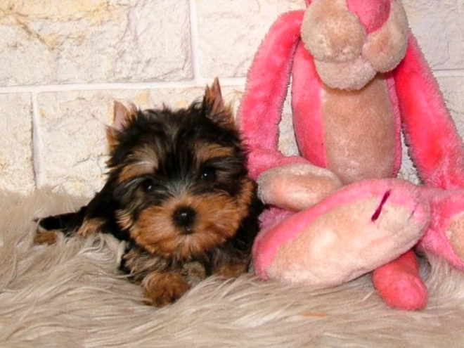 Yorkshire Terrier puppy for sale