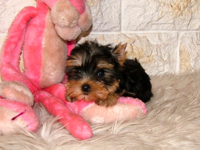 Yorkshire Terrier puppy for sale