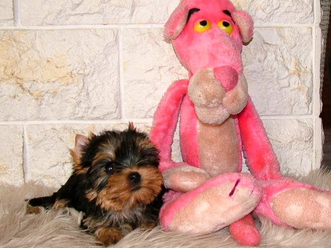 Yorkshire Terrier puppy for sale