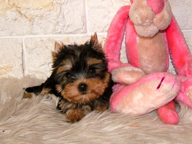 Yorkshire Terrier puppy for sale