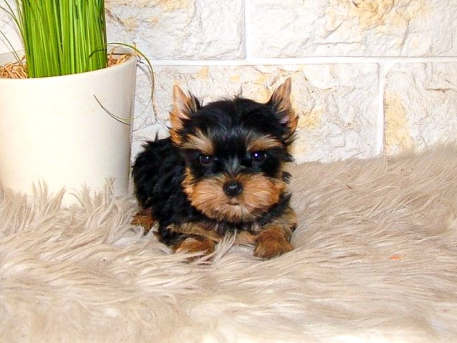 Yorkshire Terrier puppy for sale