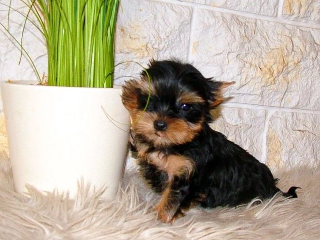 Yorkshire Terrier puppy for sale
