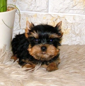 Yorkshire Terrier puppy for sale