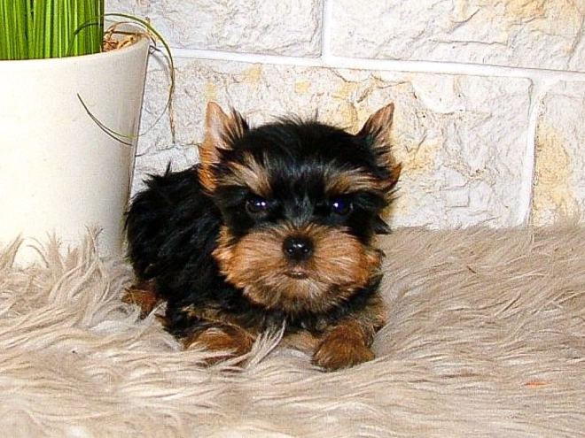 Yorkshire Terrier puppy for sale