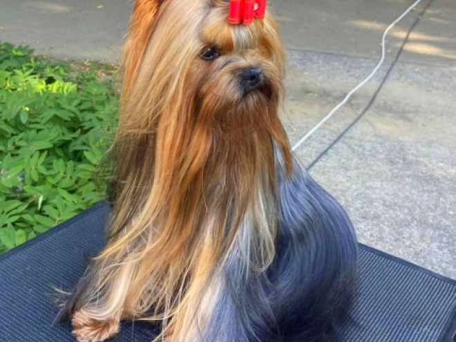 Yorkshire Terrier puppy for sale