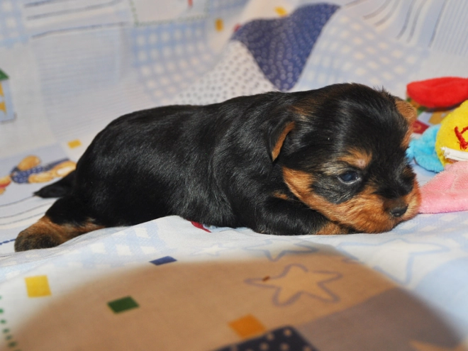 Perros Yorkshire Terrier en venta