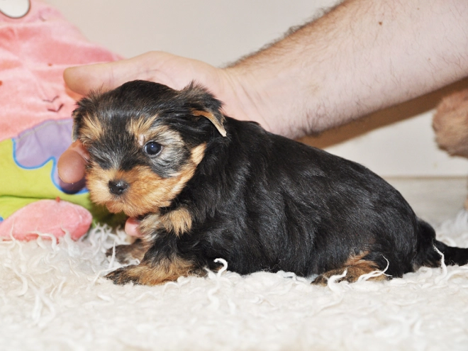 Perros Yorkshire Terrier en venta