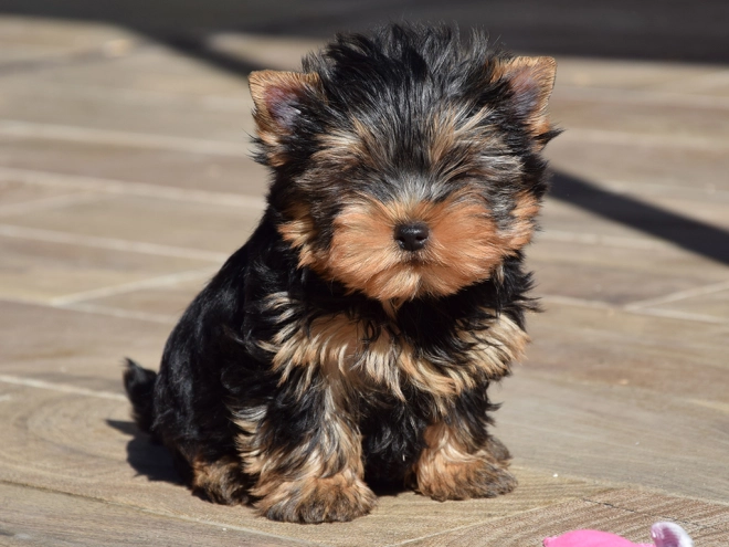Perros Yorkshire Terrier en venta