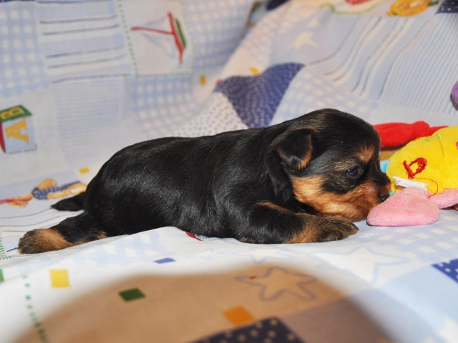 Perros Yorkshire Terrier en venta