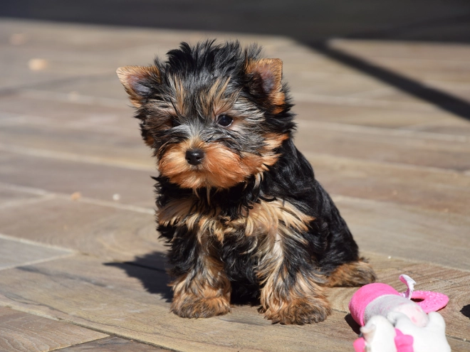 Perros Yorkshire Terrier en venta