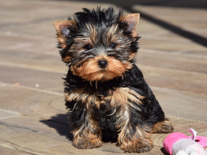 Perros Yorkshire Terrier en venta