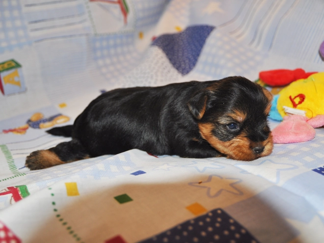 Perros Yorkshire Terrier en venta