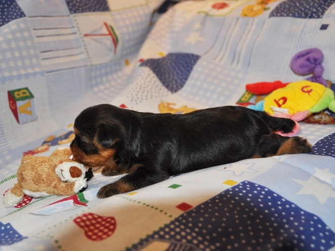 Perros Yorkshire Terrier en venta