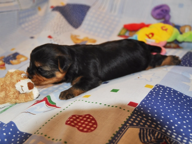 Perros Yorkshire Terrier en venta