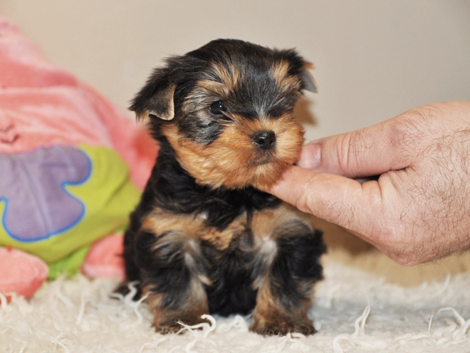 Perros Yorkshire Terrier en venta