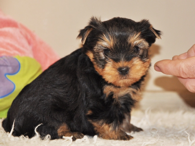Perros Yorkshire Terrier en venta