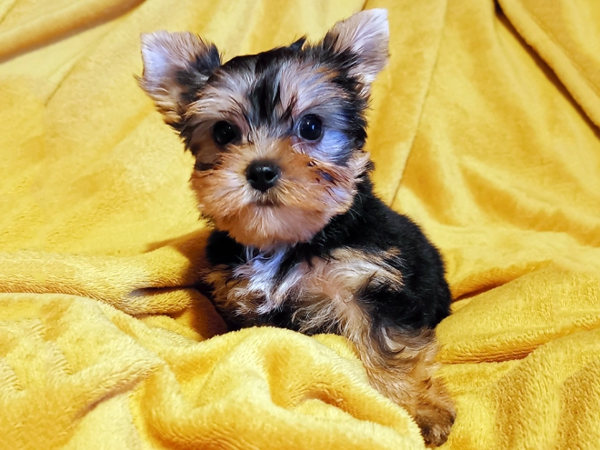 Yorkshire Terrier puppy for sale