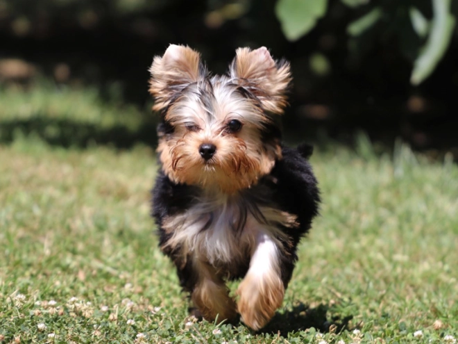 Yorkshire Terrier puppy for sale