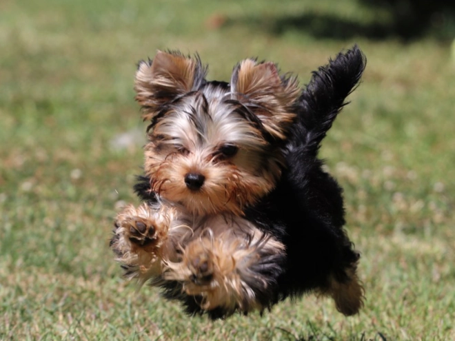 Yorkshire Terrier puppy for sale