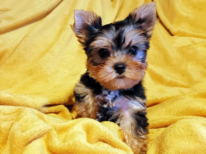 Yorkshire Terrier puppy for sale
