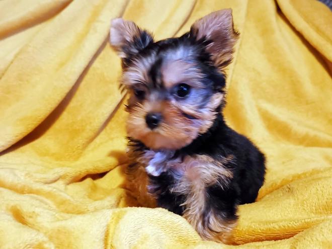 Yorkshire Terrier puppy for sale