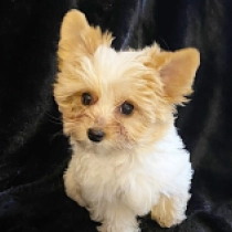 Honey, goldust Yorkshire Terrier for sale
