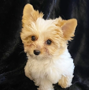 Perros Yorkshire Terrier en venta