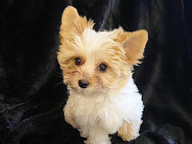 Yorkshire Terrier Welpe kaufen