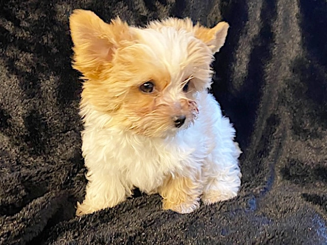 Yorkshire Terrier Welpe kaufen
