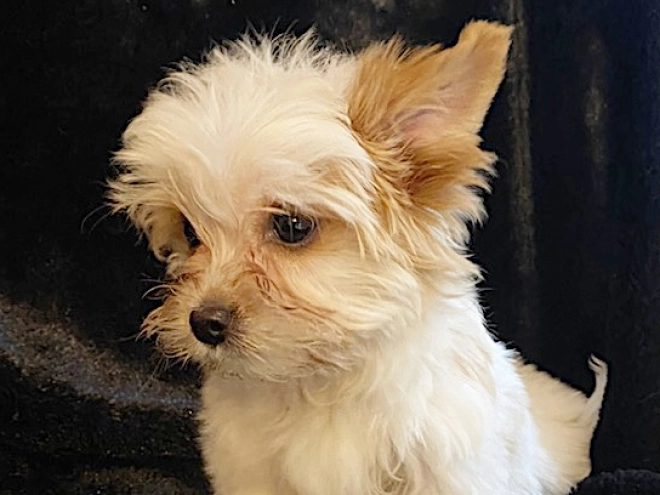 Yorkshire Terrier Welpe kaufen