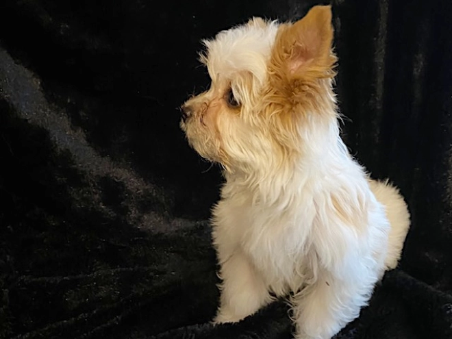 Yorkshire Terrier Welpe kaufen