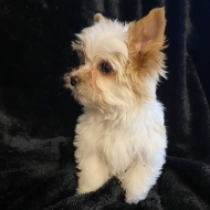 Mezi, goldust Yorkshire Terrier for sale