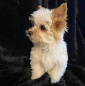 Perros Yorkshire Terrier en venta