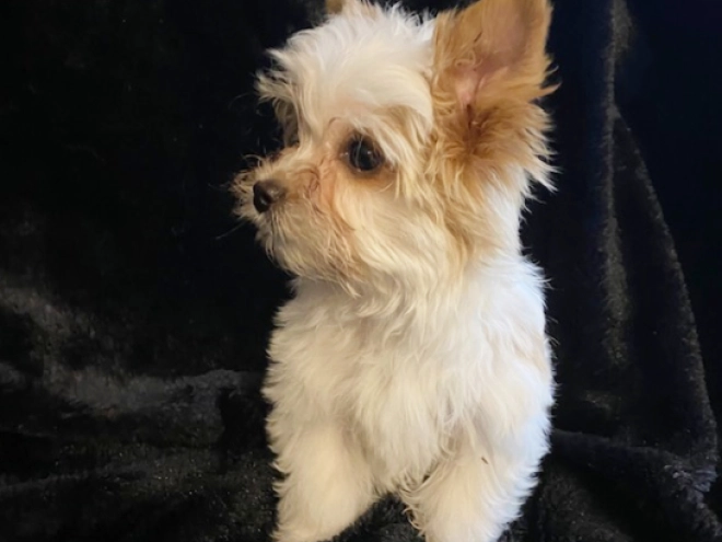 Yorkshire Terrier Welpe kaufen