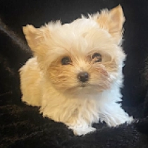 Blondie, goldust Yorkshire Terrier for sale