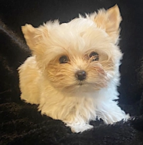 Perros Yorkshire Terrier en venta