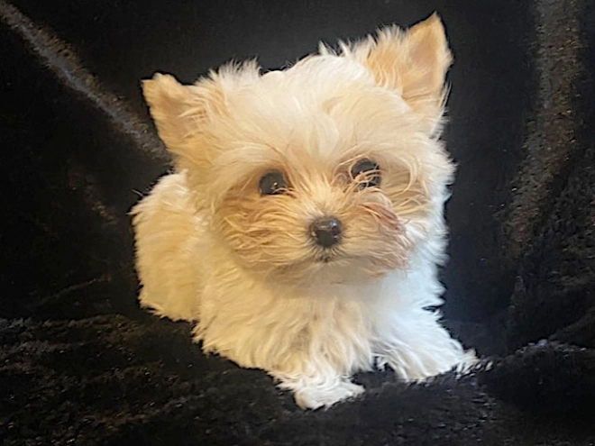 Perros Yorkshire Terrier en venta