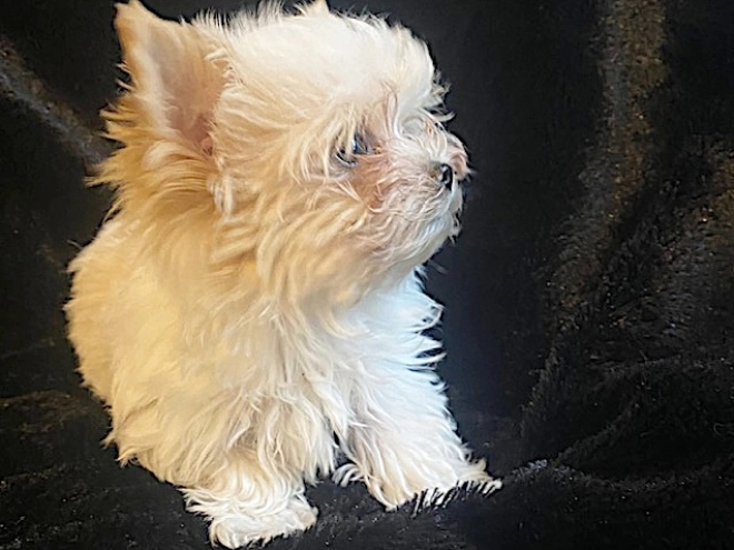 Perros Yorkshire Terrier en venta