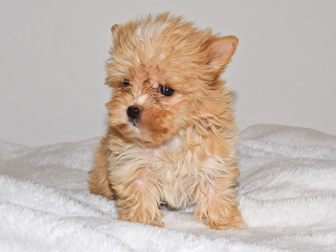 Yorkshire Terrier Welpe zu verkaufen