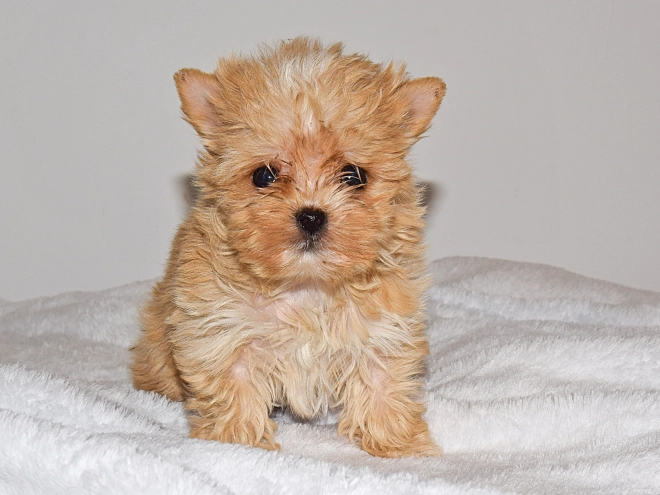 Yorkshire Terrier Welpe zu verkaufen