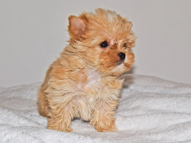Yorkshire Terrier Welpe zu verkaufen