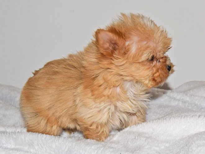 Yorkshire Terrier Welpe zu verkaufen