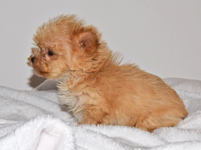 Yorkshire Terrier Welpe zu verkaufen