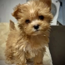 Yorkshire Terrier Welpe zu verkaufen