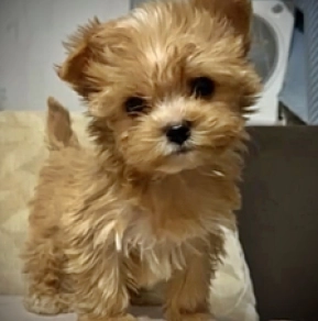 Yorkshire Terrier Welpe zu verkaufen
