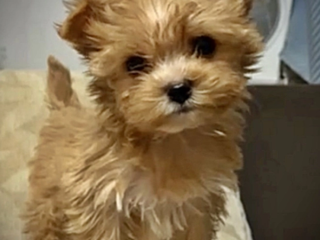 Yorkshire Terrier Welpe zu verkaufen