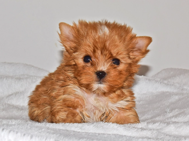 Perros Yorkshire Terrier en venta