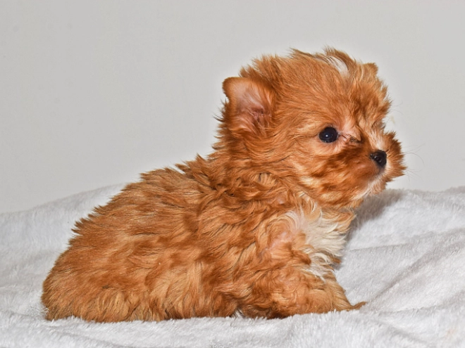 Perros Yorkshire Terrier en venta