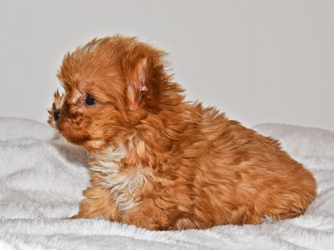 Perros Yorkshire Terrier en venta