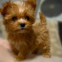 Yorkshire Terrier Welpe zu verkaufen